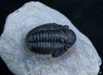 Small Gerastos Trilobite From Morocco #2078-2